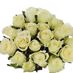 Rozes, baltas, 50cm, 19gab.