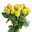 Rozes, dzeltenas, 50cm, 19gab. (1)