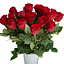 Rozes, sarkanas, 50cm, 19gab. (1)