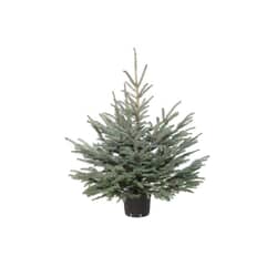 Egle podā – Sudrabegle, 1.00-1.35 m