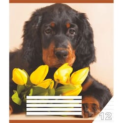 Burtnīca līniju, 12 lapas, Centrum