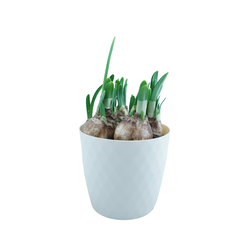 Narcises podiņā, 12cm