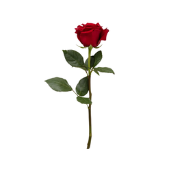 Roze, sarkana, 50cm, 1gab