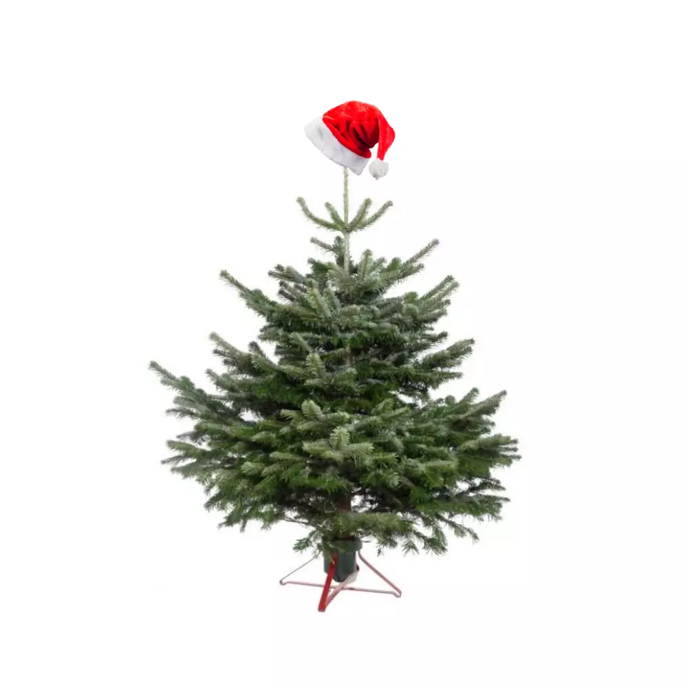 Eglītes un adventes vainagi